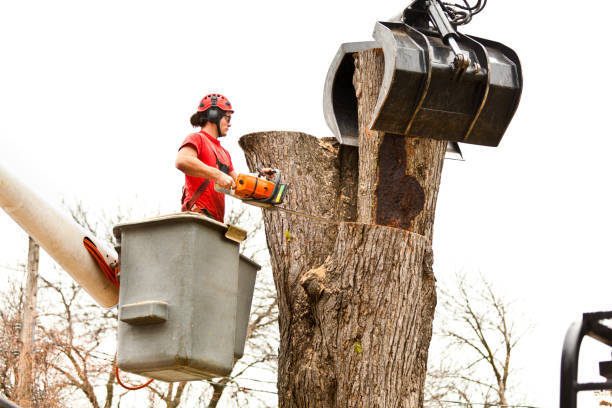 Reliable Mary Esther, FL Tree Care Solutions
